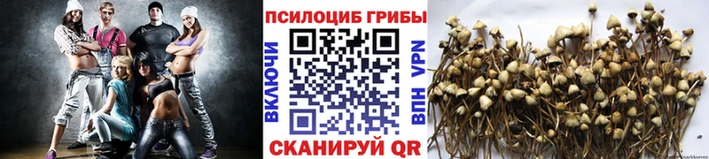 Псилоцибиновые грибы Psilocybine cubensis Купить где Сретенск